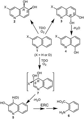 Toluene Dioxygenase-Catalyzed cis-Dihydroxylation of Quinolines: A Molecular Docking Study and Chemoenzymatic Synthesis of Quinoline Arene Oxides
